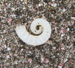 Spirula spirula
