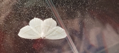 Campaea perlata