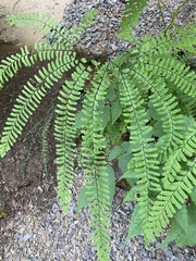 Adiantum aleuticum
