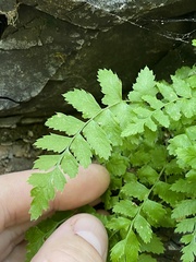 Polypodiopsida