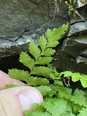 Polypodiopsida