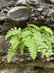 Polypodiopsida