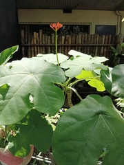 Jatropha podagrica