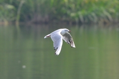 Chroicocephalus ridibundus