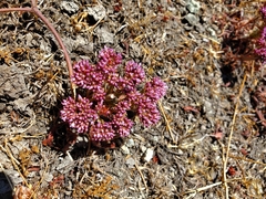 Chorizanthe staticoides