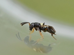 Encyrtus infidus