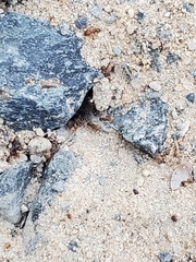 Forelius pruinosus