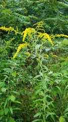Solidago canadensis hargeri