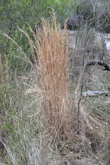 Andropogon virginicus