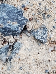 Forelius pruinosus