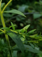 Solidago canadensis hargeri