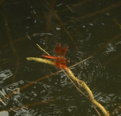 Brachythemis contaminata
