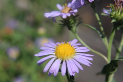 Dieteria canescens