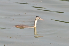 Podiceps cristatus