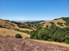 Chorizanthe staticoides