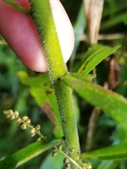 Solidago canadensis hargeri