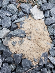 Forelius pruinosus