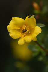 Seladonia