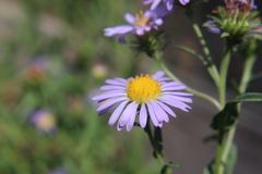 Dieteria canescens