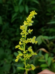 Rhopalomyia anthophila