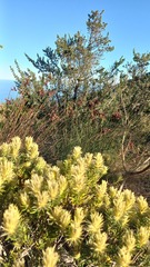Phylica pubescens