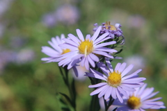 Dieteria canescens