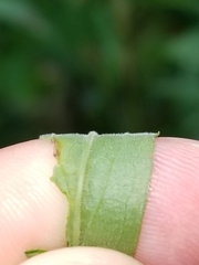 Solidago canadensis hargeri