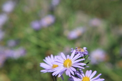 Dieteria canescens