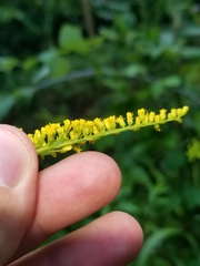Solidago canadensis hargeri