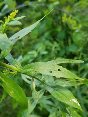 Solidago canadensis hargeri
