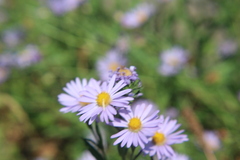 Dieteria canescens
