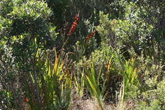 Chasmanthe aethiopica