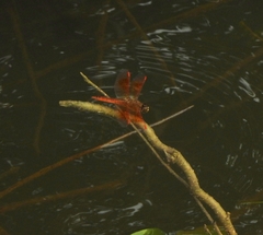 Brachythemis contaminata