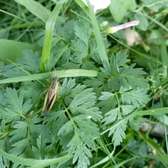 Pseudochorthippus parallelus