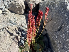 Oxyria digyna