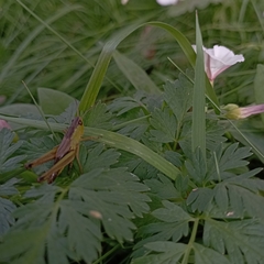 Pseudochorthippus parallelus