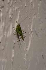 Conocephalus cinereus