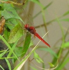 Crocothemis servilia