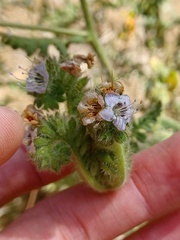 Phacelia