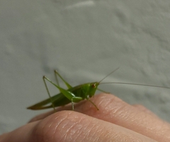 Conocephalus cinereus