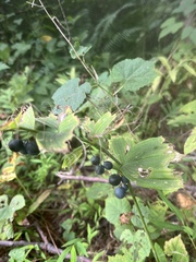 Polygonatum biflorum