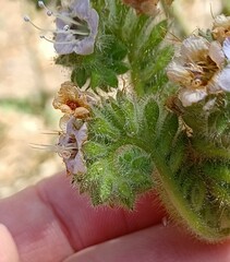 Phacelia