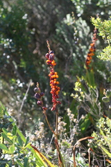 Chasmanthe aethiopica