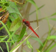 Crocothemis servilia