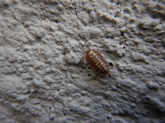 Porcellio spinicornis