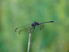 Dythemis nigrescens