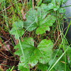 Rubus chamaemorus