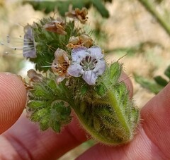 Phacelia