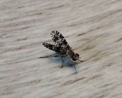 Trypetoptera punctulata