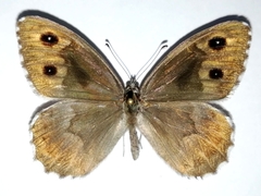 Hipparchia autonoe